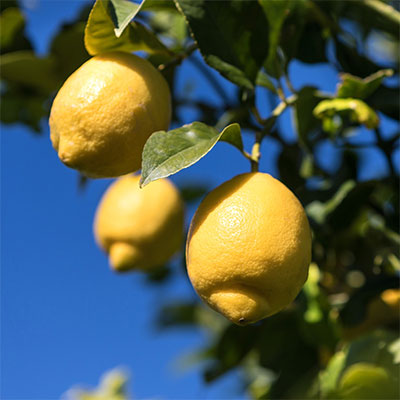limoni-siracusa